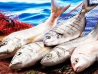 Mersin Körfezindeki Balıklarda Kurşun Düzeyi